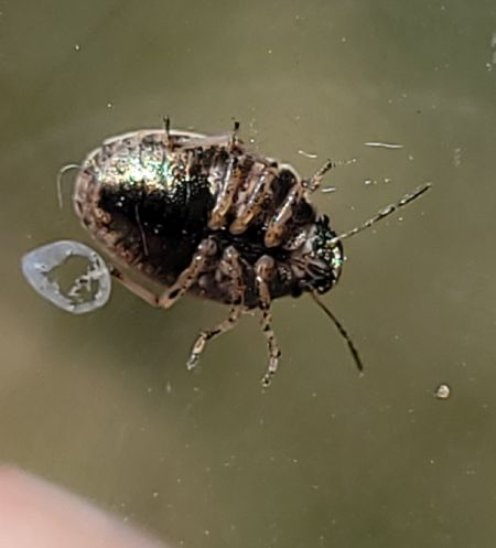 Neottiglossa pusilla  - Thomas Lux