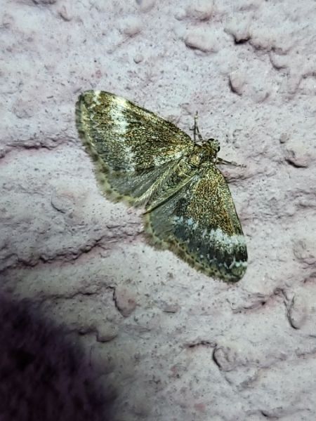 Perizoma alchemillata  - Thomas Lux