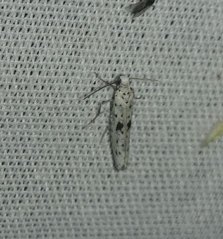 Yponomeuta plumbella 