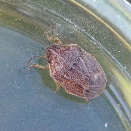 Neottiglossa pusilla 