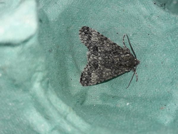 Acronicta megacephala  - Sylvain Lethuillier