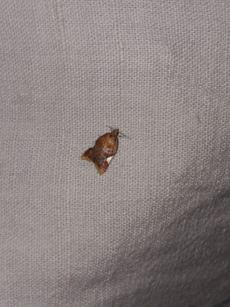 Acleris holmiana  - Sylvain Lethuillier