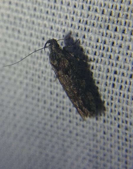 Anarsia lineatella 