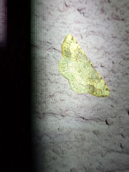 Stegania trimaculata  - Thomas Lux