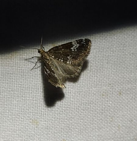Perizoma alchemillata  - Thomas Lux