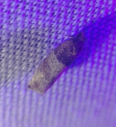 Gypsonoma aceriana 