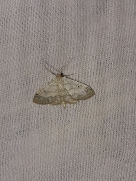 Idaea biselata  - Sylvain Lethuillier