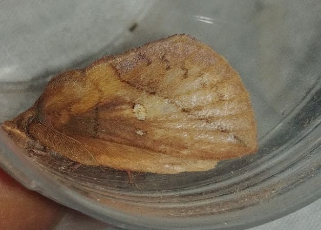 Buveuse (Bombyx buveur) 