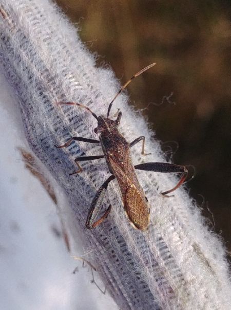 Camptopus lateralis 