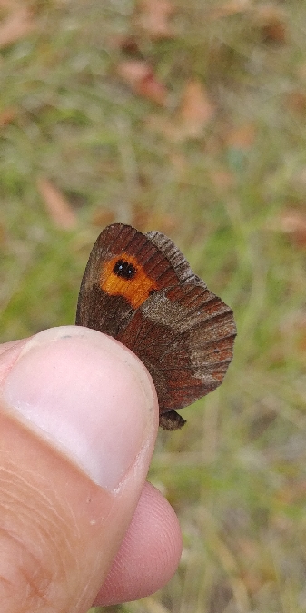 Moiré sylvicole 
