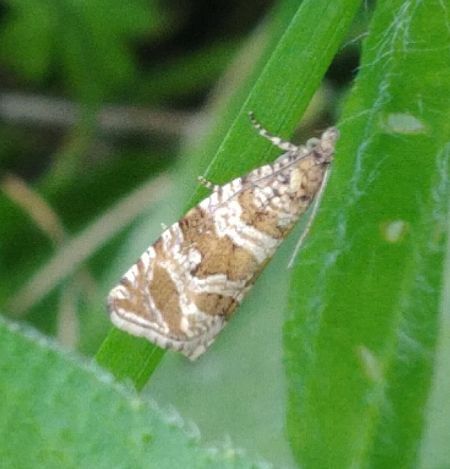 Syricoris rivulana 