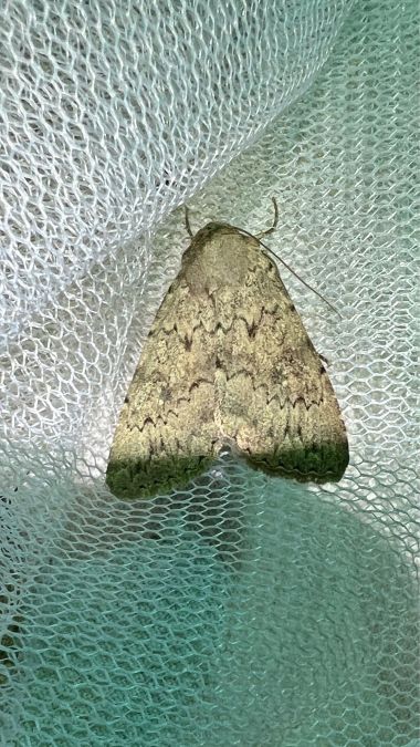 Pseudohadena halimi  - Melchior Viallet