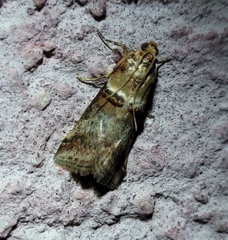 Acrobasis tumidana  - Thomas Lux