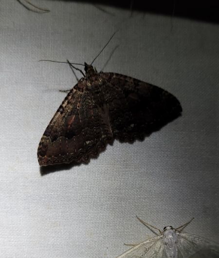 Triphosa dubitata  - Thomas Lux