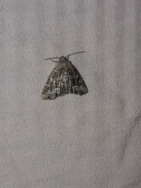 Oligia sp.  - Sylvain Lethuillier