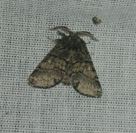 Gluphisia crenata 