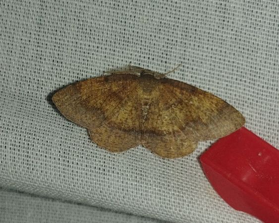 Plagodis pulveraria 