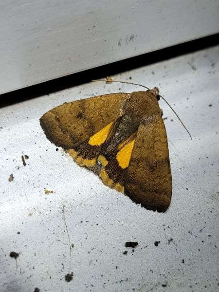 Noctua interjecta  - Thomas Lux