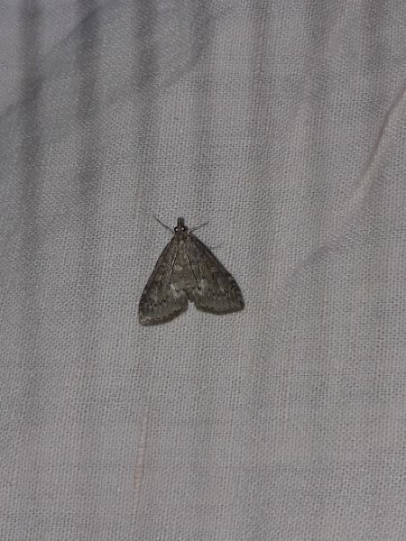 Udea prunalis  - Sylvain Lethuillier