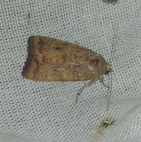 Noctua interjecta 