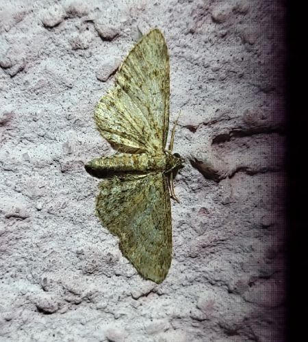 Eupithecia icterata  - Thomas Lux