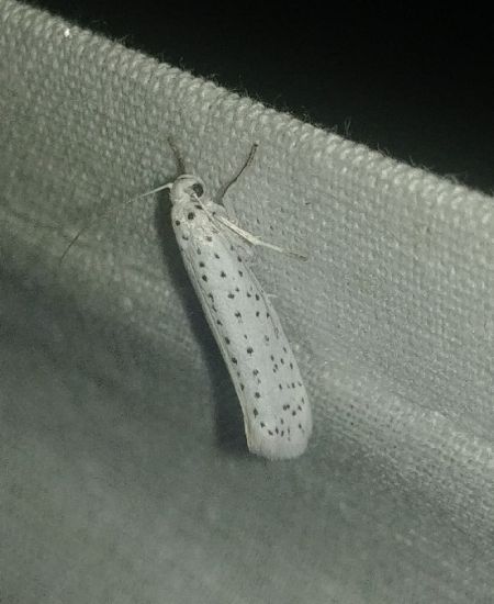 Yponomeuta evonymella 