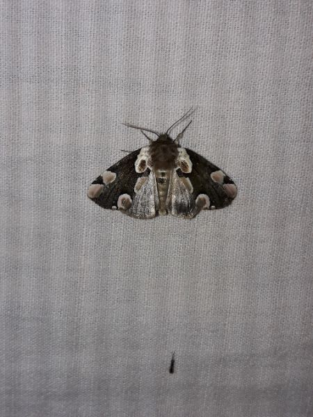 Batis  - Sylvain Lethuillier