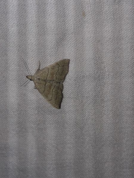 Herminia tarsicrinalis  - Sylvain Lethuillier