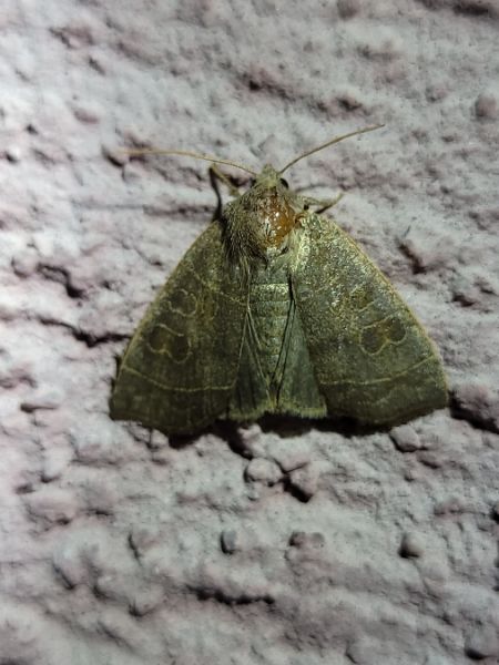Ipimorpha subtusa  - Thomas Lux