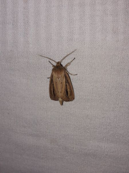 Globia sparganii  - Sylvain Lethuillier