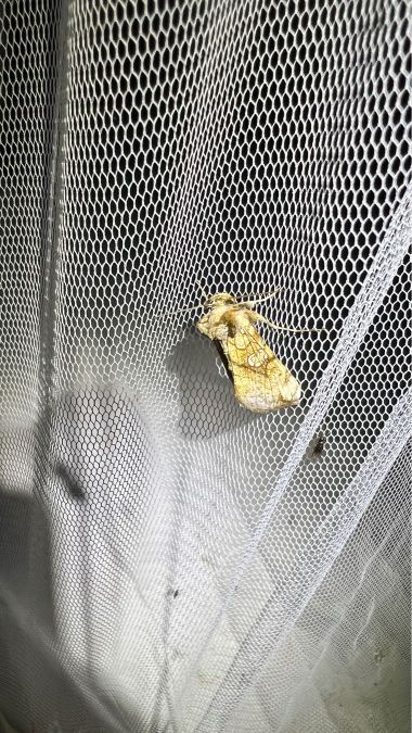 Polychrysia moneta  - Melchior Viallet