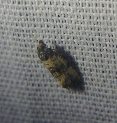 Cochylis atricapitana 
