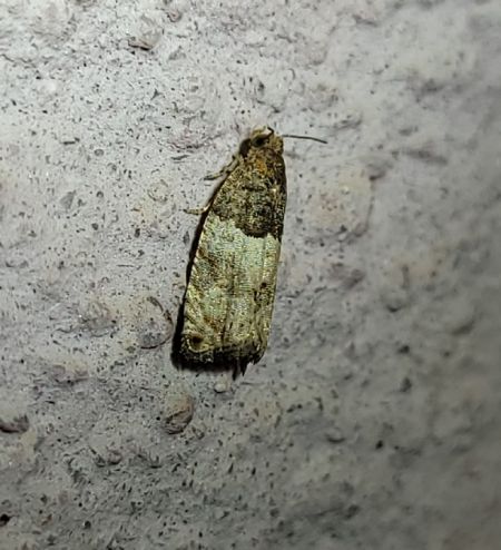 Gypsonoma aceriana  - Thomas Lux