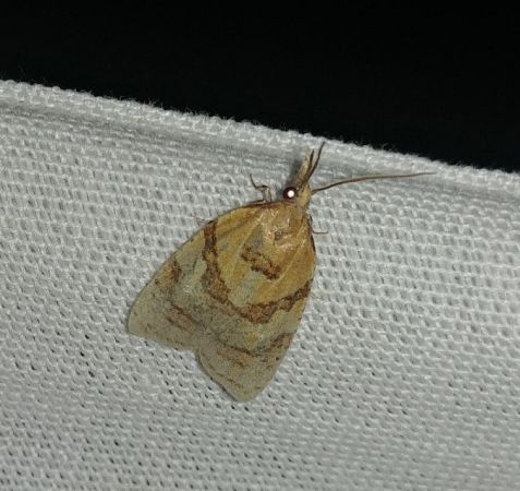 Sparganothis pilleriana 
