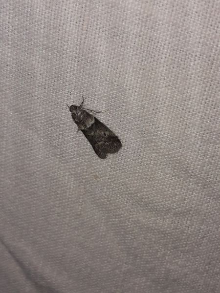 Acrobasis consociella  - Sylvain Lethuillier