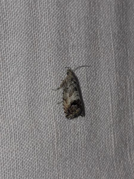 Cydia splendana  - Sylvain Lethuillier