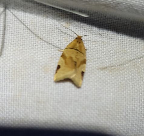 Paramesia gnomana  - Thomas Lux