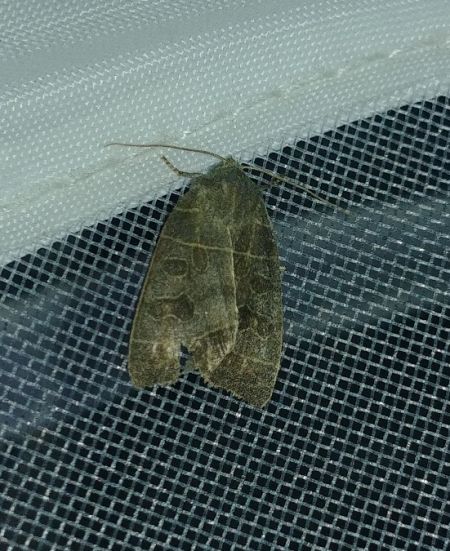Ipimorpha subtusa 