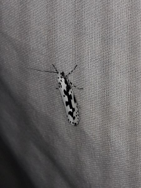 Ethmia pusiella  - Sylvain Lethuillier