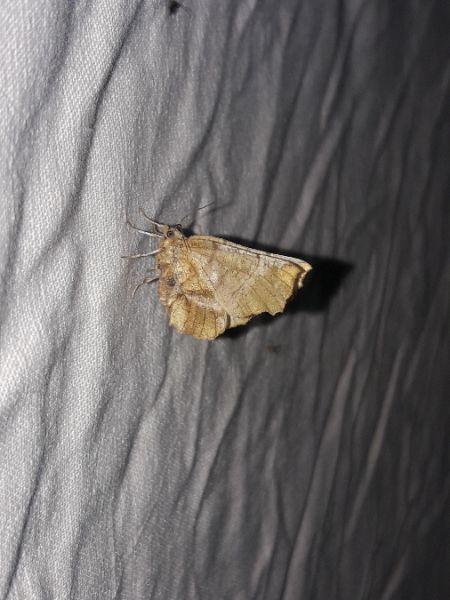 Selenia tetralunaria  - Sylvain Lethuillier