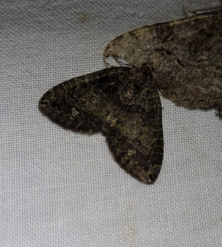 Hydriomena furcata  - Thomas Lux