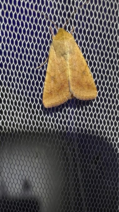 Heliothis nubigera  - Melchior Viallet