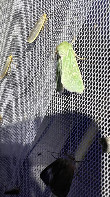 Calamia tridens  - Melchior Viallet