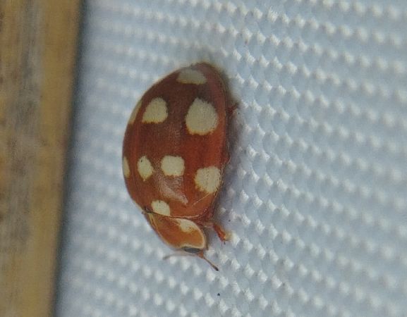 Coccinelle à 14 points 