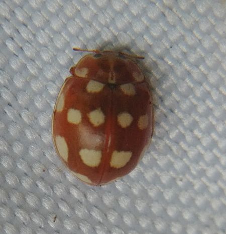 Coccinelle à 14 points 