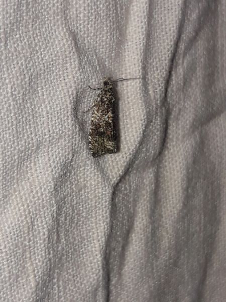 Celypha lacunana  - Sylvain Lethuillier