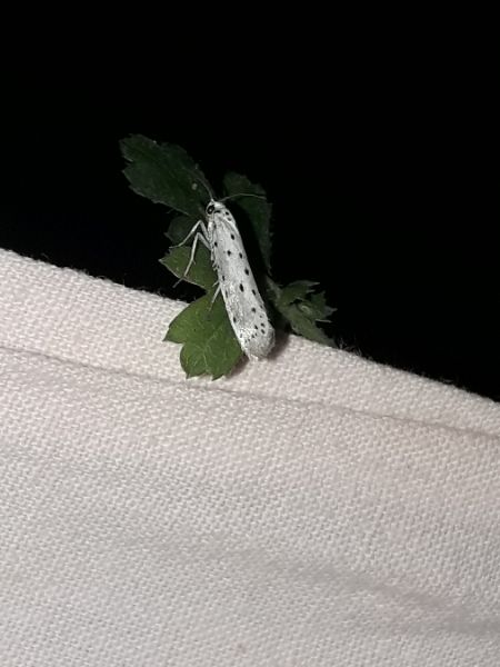 Yponomeuta sp.  - Sylvain Lethuillier