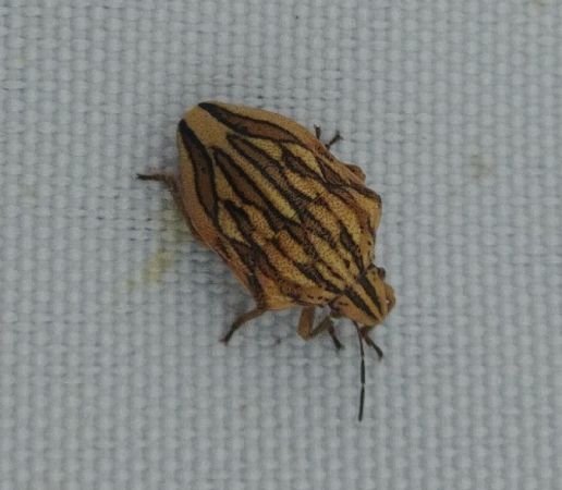 Odontotarsus purpureolineatus 
