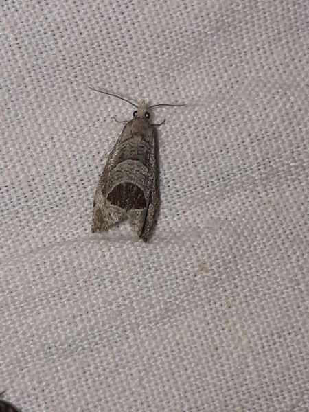 Notocelia uddmanniana  - Sylvain Lethuillier