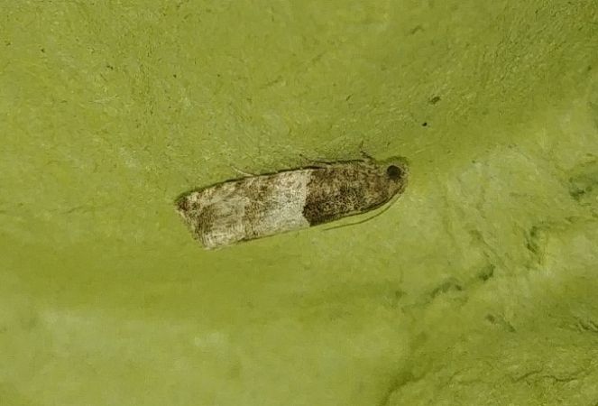 Gypsonoma aceriana 